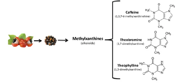 Figure 2. The methyl-xanthine present in guarana seeds. 