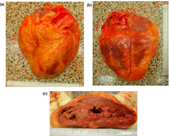 Fig. 3. Macroscopic aspect of the heart: a) anterior wall, b) posterior wall, c) cross section showing mild left ventricular dilation and flaccid in consistence