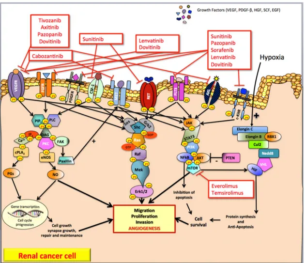 Figure 1. Pathways and tyrosine kinase inhibitors targeting angiogenesis in advanced clear-cell renal  carcinoma