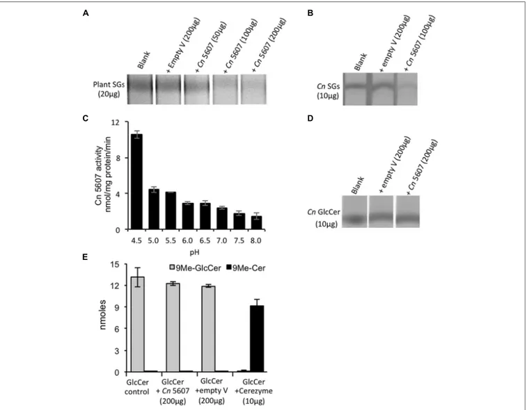 FIGURE 1 | CNAG_05607 enzyme has sterylglucosidase and not glucosylceramidase activity