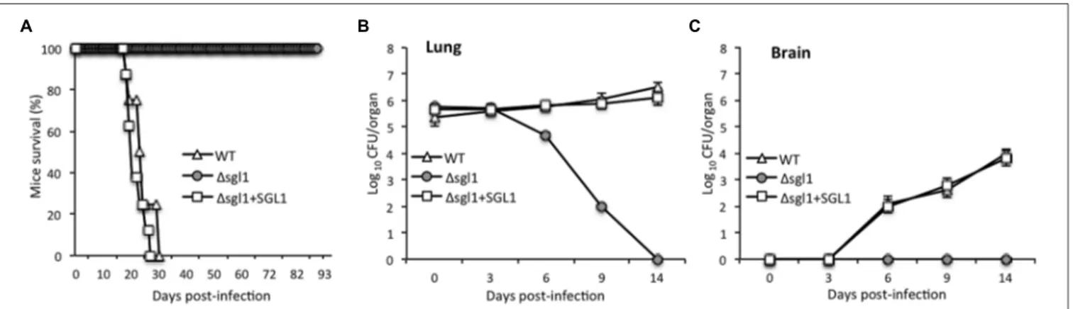 FIGURE 3 | Deletion of the SGL1 gene in C. neoformans abolishes virulence. (A) Virulence studies showed that 100% of mice infected with sgl1 survived the infection whereas mice infected with C