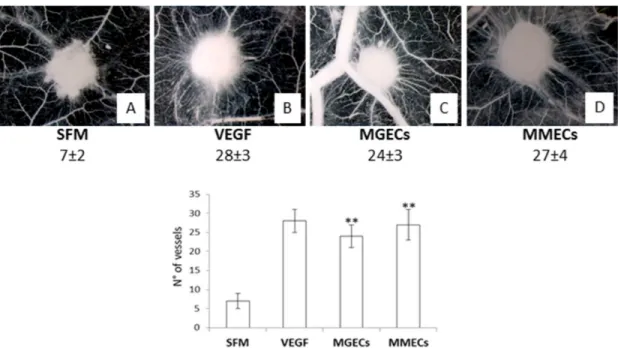 Figure 7: RHuEpo stimulates angiogenesis in vivo.  Macroscopic pictures of gelatin sponges soaked with serum free medium  (SFM) alone (A) or supplemented with VEGF (B), or with 30 U/ml rHuEpo (C) ,or with the CM of MGECs and MMECs pre-treated with   30 U/m
