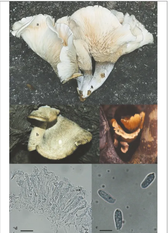 Fig. 1. Main morfological features of the collected basidioma. Fruiting bodies grown on P