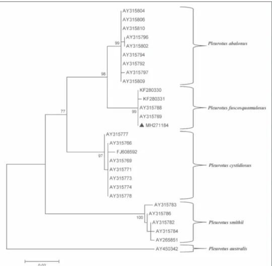 Fig. 3. Maximum likelihood trees based on ITS sequences of 26 isolates of Pleurotus sp