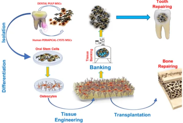 Figure 1. Workflow of the main tasks in the ODSCs processing for regenerative medicine purposes