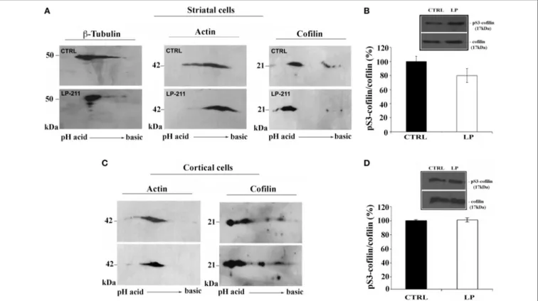 FIGURE 6 | Effect of LP-211 on expression levels of several cytoskeletal proteins in neuronal primary cultures