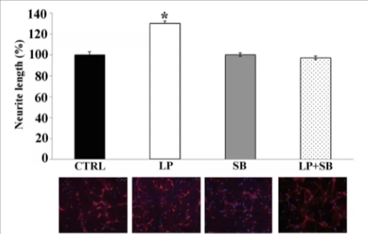 FIGURE 7 | Stimulation of 5-HT7R enhances neurite outgrowth in hippocampal primary cultures