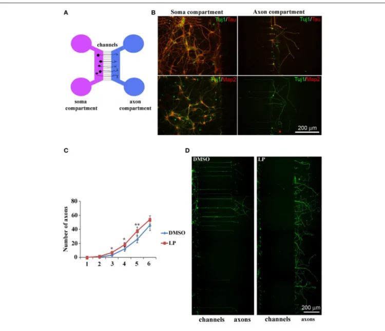 FIGURE 8 | Stimulation of 5-HT7R enhances axonal outgrowth in cultured hippocampal neurons