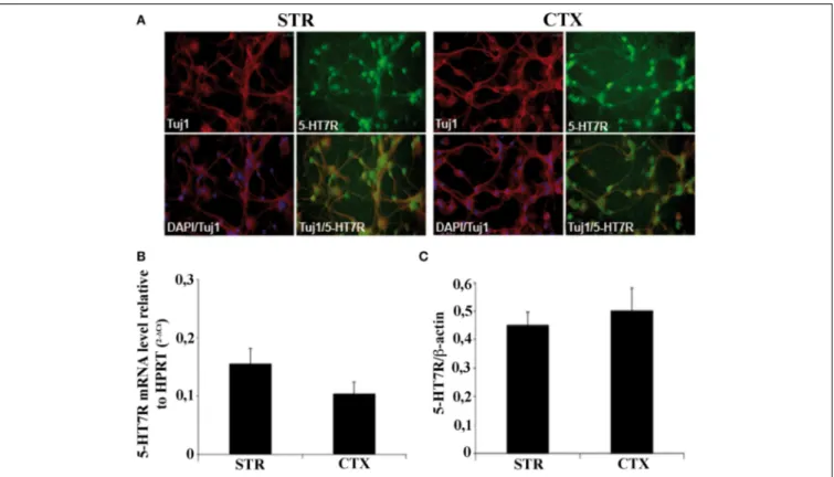 FIGURE 1 | Characterization of striatal and cortical primary cultures. (A) Photomicrographs of the cells in striatal and cortical cultures immunostained with specific antibodies against neuronal marker Tuj1 (red), and 5-HT7R (green), as indicated in each p
