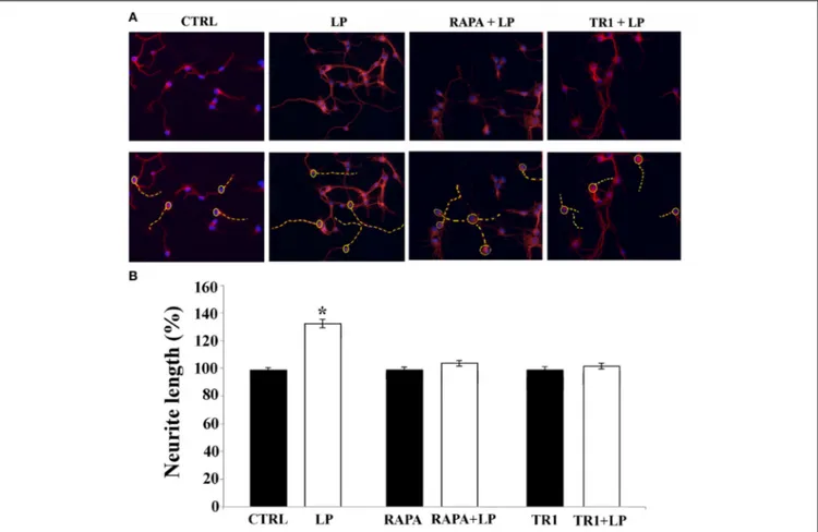 FIGURE 2 | mTOR signaling pathway is required for neurite elongation induced by 5-HT7R stimulation