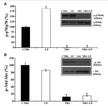 FIGURE 4 | Cdc42 signaling pathway is required for neurite elongation induced by 5-HT7R stimulation