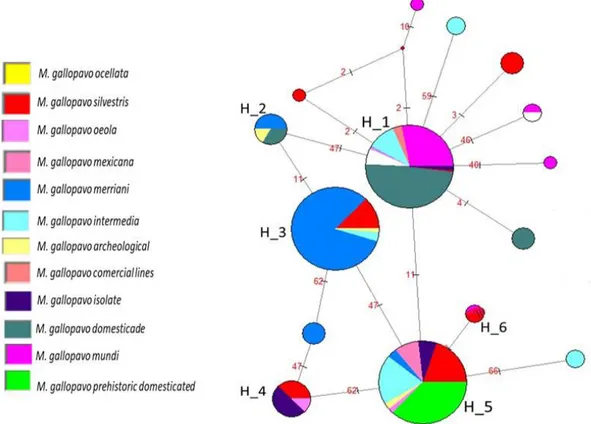 Figure  2.  Median-joining  haplotype  network.  Relationships  are  depicted  between  haplotypes  identified in domestic and wild M