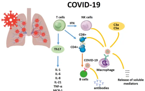 Figure 1. The main immunological response to COVID-19.  2. The Pivotal Role of IL-6 and TNF-α in Lung Infections 