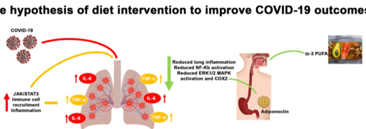 Figure 2. Adiponectin and ω-3 PUFAs reduce the lung inflammation that occurs following 