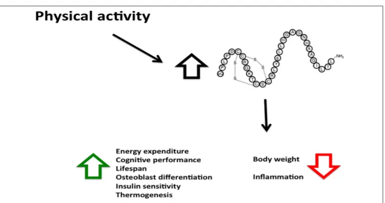 FIGURE 2 | Physical activity increases Orexin-A levels with various beneficial effects