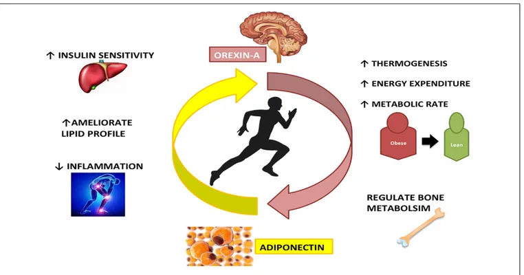 FIGURE 3 | The interplay between Adiponectin and Orexin-A in physical activity: Adiponectin and Orexin-A are differently expressed during physical activity, but there is a strong interconnection between these two peptides