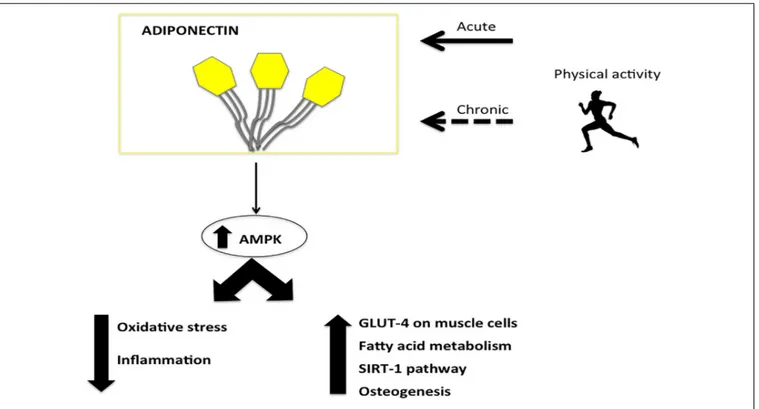 FIGURE 1 | The major effects of Adiponectin induced by physical activity. The physical activity acts on adiponectin reducing oxidative stress and inflammation and inducing glucose up-take, fatty acid metabolism and osteogenesis by AMPK.