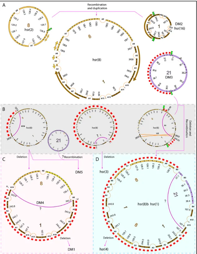 Figure 6. Evolutionary path for amplicons genesis in GLC1DM /HSR cell lines. Green lightning indicates breakage events; red dashed semicircles and