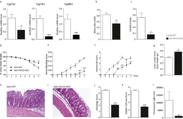 Fig. 1. The non-tumorigenic FGF19 analogue M52 retains BA synthesis regulatory activity in WT C57/Bl6 mice and confers protection against DSS-induced colitis