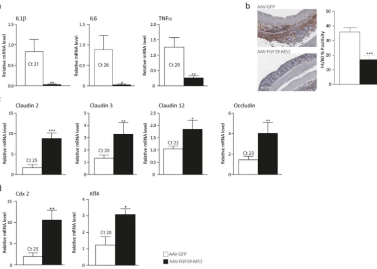 Fig. 2. FGF19-M52 inhibits colonic expression of genes involved in local pro-inﬂammatory immune response and promotes genes involved in the maintenance of the epithelial bar- bar-rier integrity