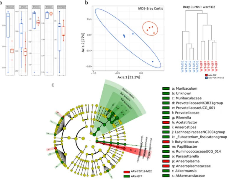 Fig. 3. AAV-FGF19-M52 increases alpha diversity and generate a beneﬁcial shift in the gut microﬂora of WT mice