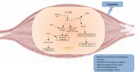 Figure 1. Molecular mechanism underlying cisplatin-induced muscle wasting. AMPK: 5’-adenosine 
