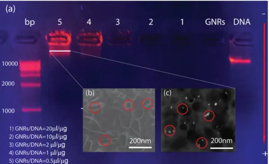 Figure 3. Gel electrophoresis (a) along with the environmental scanning electron  microscope (ESEM)  cross section of the line 5 of agarose matrix before (without the  GNRs/DNA solution) (b) and after (with the GNRs/DNA solution) the electrophoretic   run 