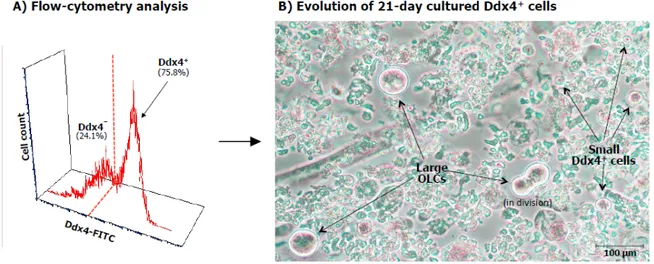 Figure 1. (A) FACS analysis of OSCs. Fluorescence flow cytometry analysis of OSCs after separation  by immunomagnetic procedure. As shown, the Ddx4 +  cell population was expanded after selection  since  the  Ddx4 +   cells  were  up  to  75.8%  of  the  f