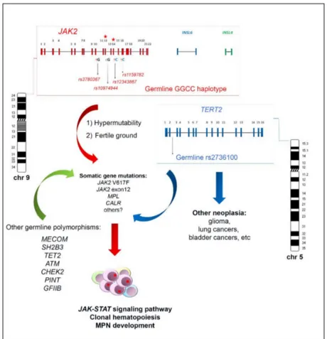 Figure 1. Schematic representation of the JAK2 haplotype GGCC_46/1 genomic architecture and