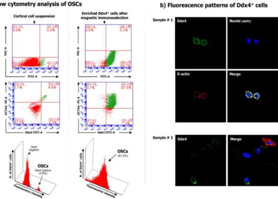 Figure 1. Ddx4 expression on the cell population purified from the ovarian cortex.(a) Flow cytometry for Ddx4 expression measured in both total cortical cell suspension (left) and after Ddx4 + cell selection emphasized the small population extent in the co