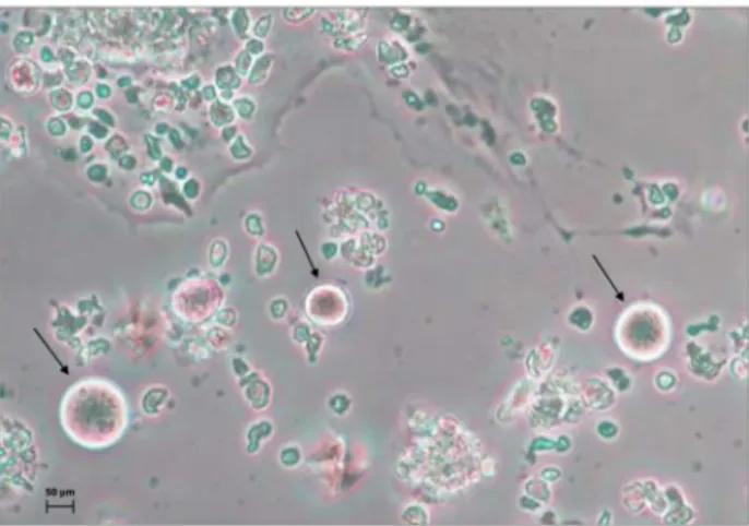 Figure 2. Ddx4 + oogonial stem cells (OSCs). Representative image depicts the oocyte-like differentiation of OSCs (black arrows) after 21 days of culture in the presence of fibroblasts feeder layer