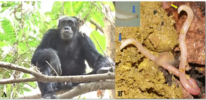 Figure 7. Adult of A. caucasica nematode found in the fecal matter of wild chimpanzee from the  Dindefelo Community Natural Reserve, Senegal