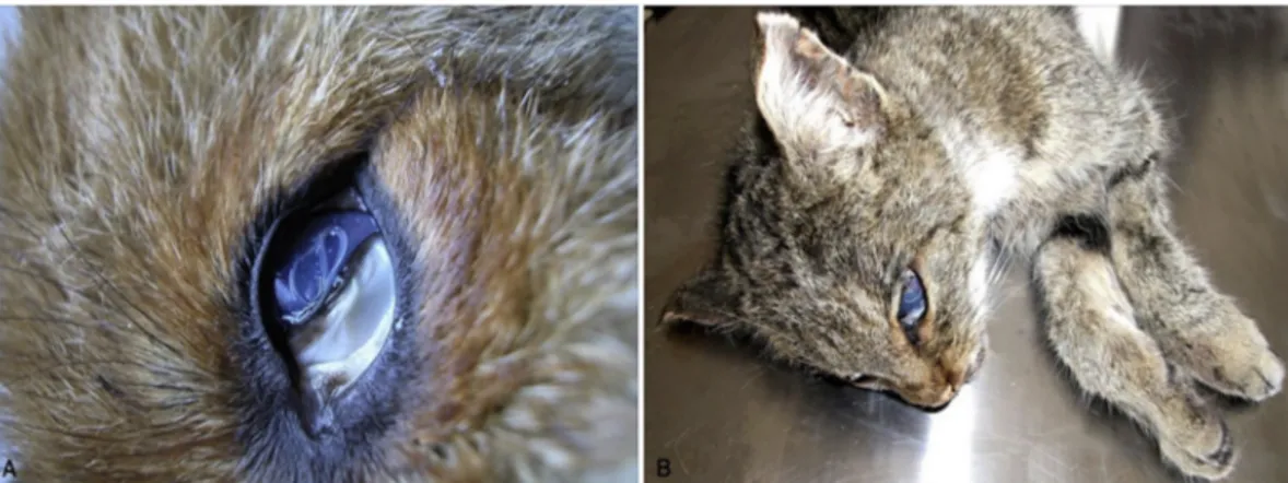 Fig. 1. Adult specimens of Thelazia callipaeda on the eye of a red fox (A), and a wild cat (B).