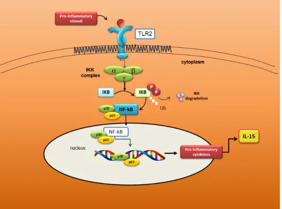 Figure 4.  Schematic representation of the Toll-Like Receptor 2 (TLR2)/IL-15/NF-κB pathway in pSS  SGEC