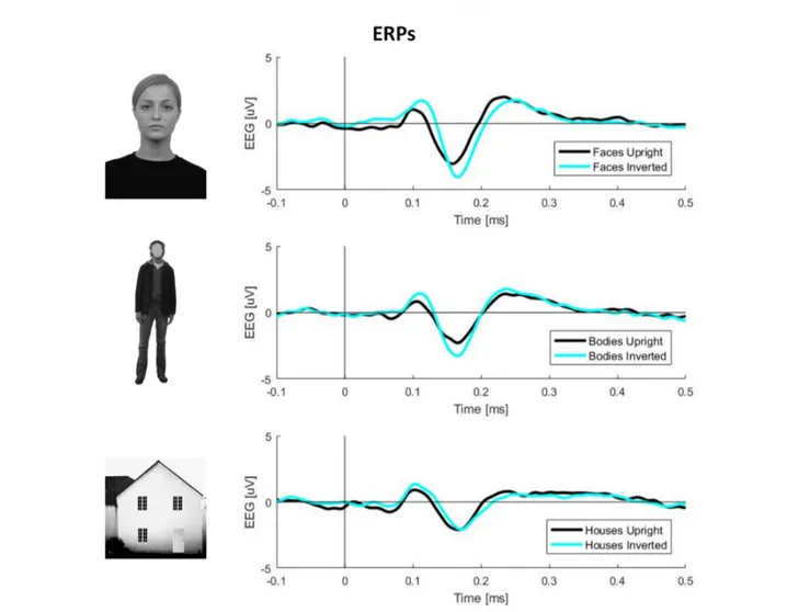FIGURE 1 | Plots of event-related potential (ERP) activity calculated over 11 right occipito-temporal electrodes, averaged over 23 participants separately for three stimulus categories (faces, bodies, and houses)