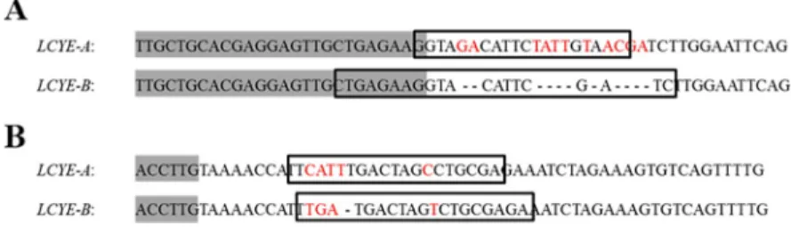 Fig 1. Alignment of LCYE-A and LCYE-B sequences used to design genome-specific forward (A) and reverse (B)