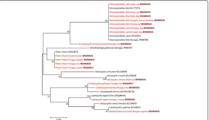 Fig. 4 Phylogenetic tree of flea species based on the cox1 gene, obtained with the Tamura-3 model