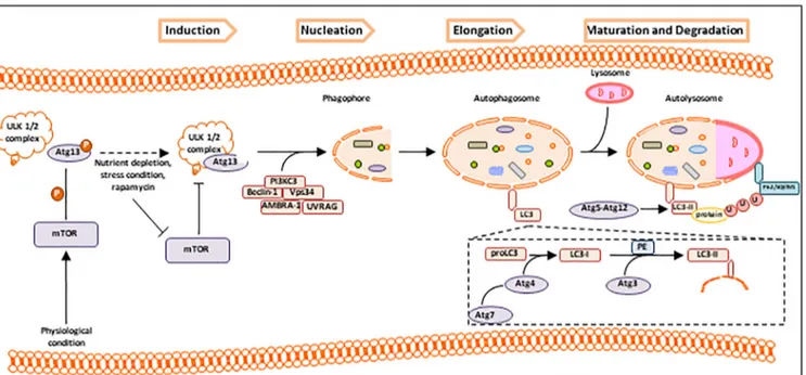 Figure 1. Autophagy pathway. Physiologically, activated mTOR phosphorylates Atg13 which, after dissociation by ULK1/2 complex, inhibits autophagy