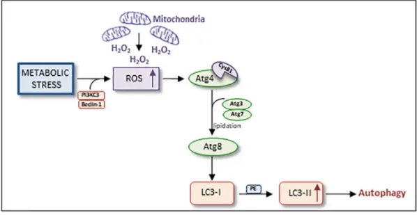 Figure 2. Autophagy machinery and cellular stress. Metabolic stress induces the formation of PI3KC3/Beclin-1 complex which leads to the accumulation of H2O2 previously created into the mitochondria