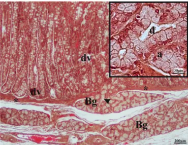 Fig. 1. Light micrograph of pig duodenum showing Brunner’s glands (Bg) and duodenal villi (dv)