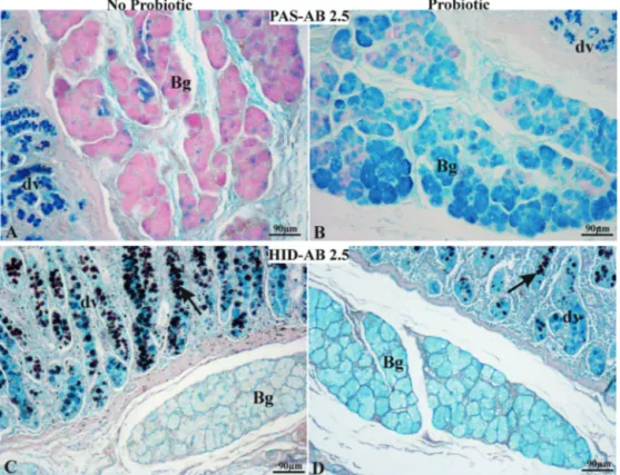 Fig. 2. Duodenum from no-probiotic (A,C) and probiotic-fed pigs (B,D), stained with PAS/Alcian Blue (AB) 2.5 (A,B) and HID/AB 2.5 (C,D) procedures