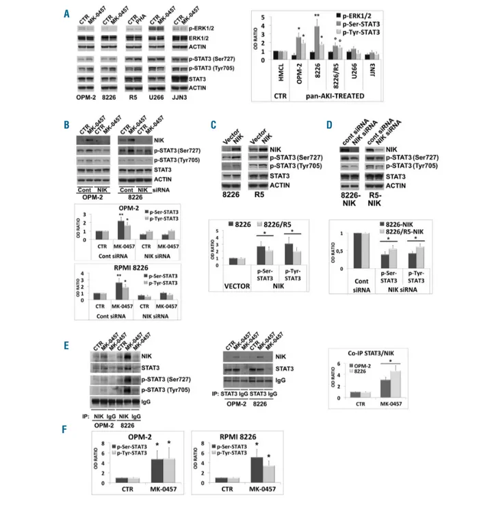 Figure 4. Pan-AKI-mediated accumulation of NF-κB-inducing kinase (NIK)  induces STAT3 activation
