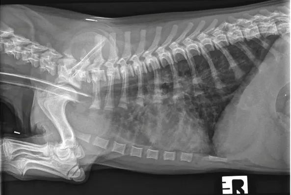 Fig. 1. Right lateral thoracic radiograph of the dog showing thickening of the bronchial walls into the periphery of the lung fi elds and a diffuse increase in pulmonary  opacity throughout the lungs