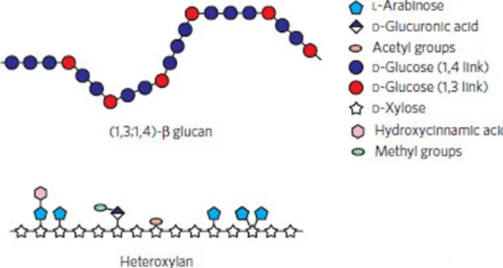 Figure 1. Structures of non-starch polysaccharides in plants. The backbone of (1,3;1,4)-β-glucan is  based on (1,4)-β-linked monosaccharides, whereas the backbone of arabinoxylan shows L-arabinose  units attached to O-2 or O-3 of D-xylose residues