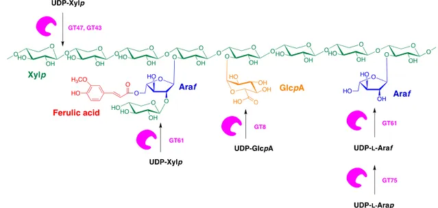 Figure 5. Predicted roles of glycosyltransferase (GT) gene families in arabinoxylan biosynthesis