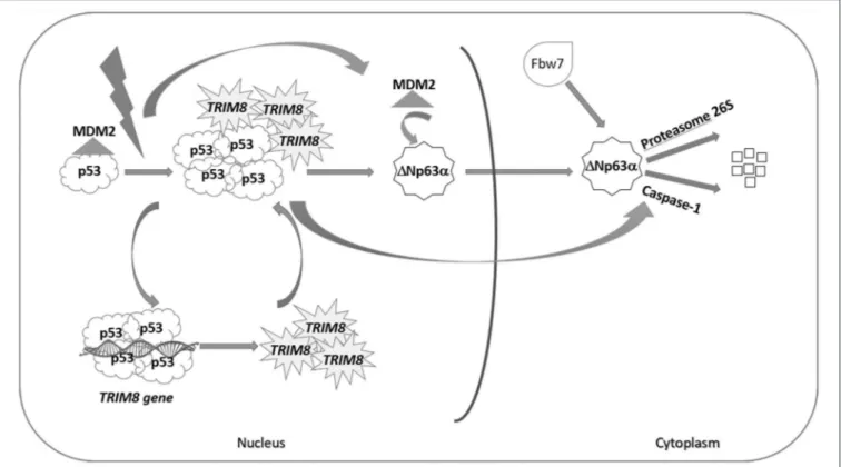 FIGURE 6 | p53-dependent effect of TRIM8 on 1Np63α destabilization. Under stress condition, p53 activates the expression of TRIM8, which in turn binds p53 and displaces MDM2 inducing p53 stabilization