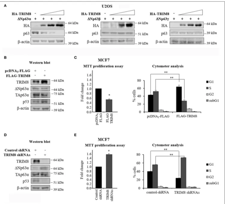 FIGURE 1 | TRIM8 induces 1Np63α destabilization. (A) U2OS cells were transiently co-transfected with 1Np63α, 1Np63β, or 1Np63γ constructs (20 ng) and increasing amount of HA-TRIM8 expression plasmid (10, 20, and 40 ng)