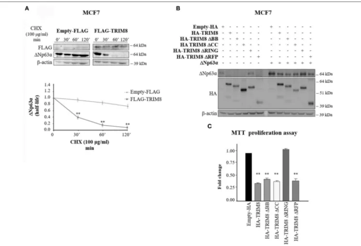 FIGURE 2 | The RING domain of TRIM8 is necessary to mediate 1Np63α destabilization. (A) Half-life of endogenous 1Np63α protein in MCF7 cells transfected with empty pcDNA 3 -FLAG or pcDNA 3 -FLAG-TRIM8 expression vectors for 48 h and treated with cyclohexim