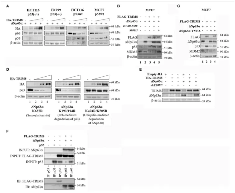 FIGURE 3 | p53-dependent effect of TRIM8 on 1Np63α destabilization. (A) p53 null HCT116-p53(–/–) and H1299 cells and p53wt HCT116-p53wt and MCF7(p53wt) cells were transiently co-transfected with 1Np63α (20 ng) and an increasing amount of HA-TRIM8 expressio