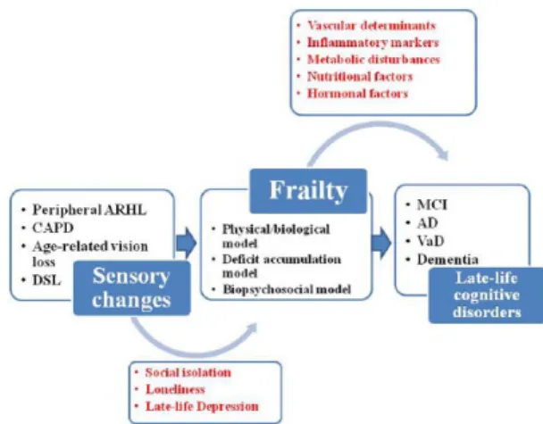 Figure 2.   Different models of frailty (physical/  biological model, deficit accumulation model, and  biopsychosocial/multidimensional model), acting as  possible modulators of the link sensorial changes  cognition in older age.